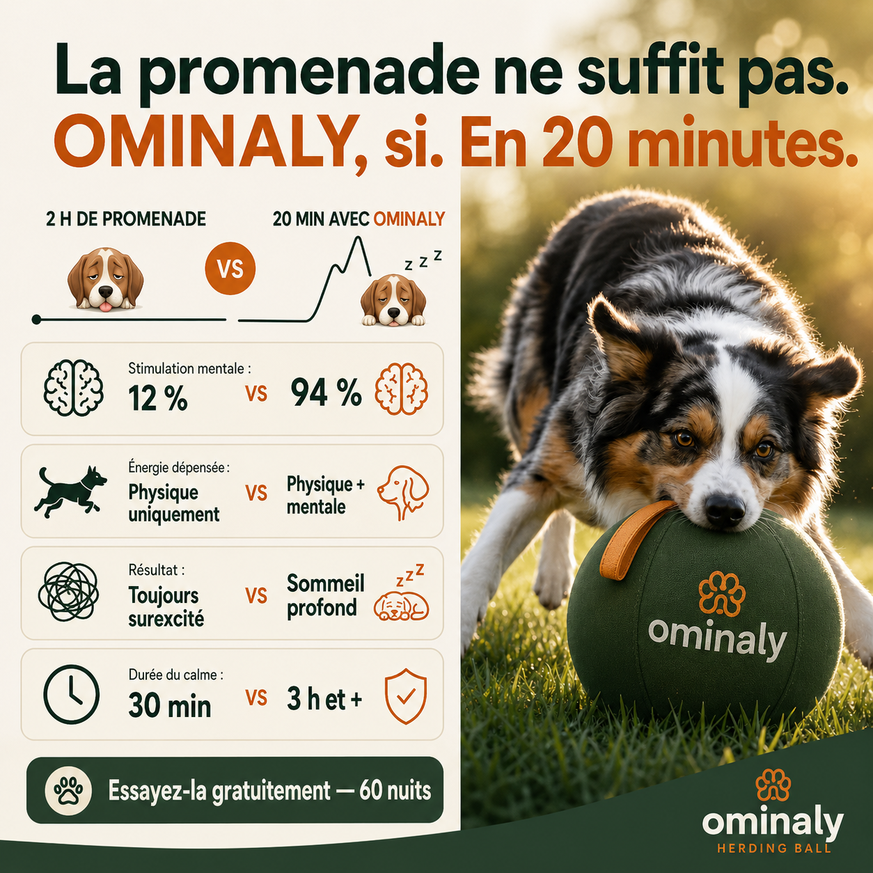 La balle qui épuise les chiens infatigables